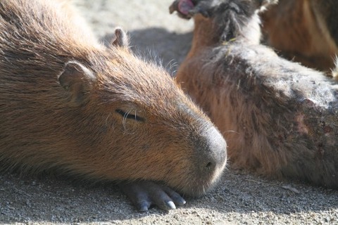 IMG_8664-540x360