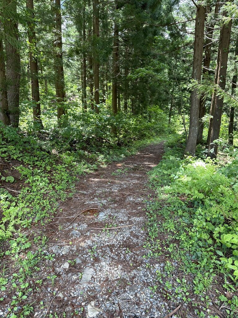 体験談』長野県白馬村「白馬岩岳MTB PARK」に行ってきました