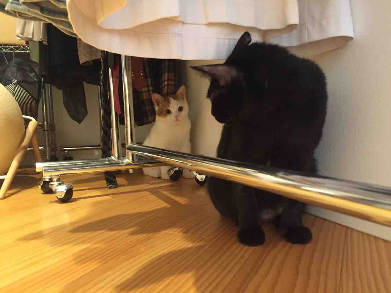 遊びたい猫と遊びたくない猫 ジジとしっぽ 遊びたい猫と遊びたくない猫 ジジとしっぽ