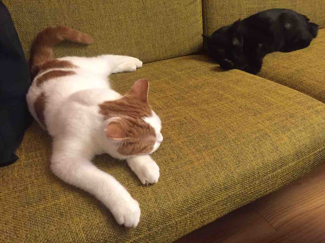 チラ見する猫 〜 : ジジとしっぽ