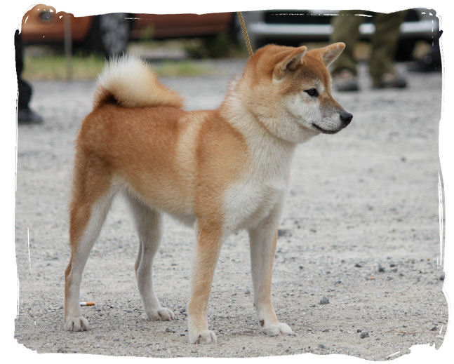 日本犬保存会・大阪支部展☆～柴犬の巻～ : Day by Day ~紀州犬犬舎 健