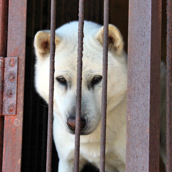 紀州犬のふるさと訪問 Day By Day 紀州犬犬舎 健悠庵のブログ 紀州犬のふるさと訪問 Day By Day 紀州犬犬舎 健悠庵のブログ