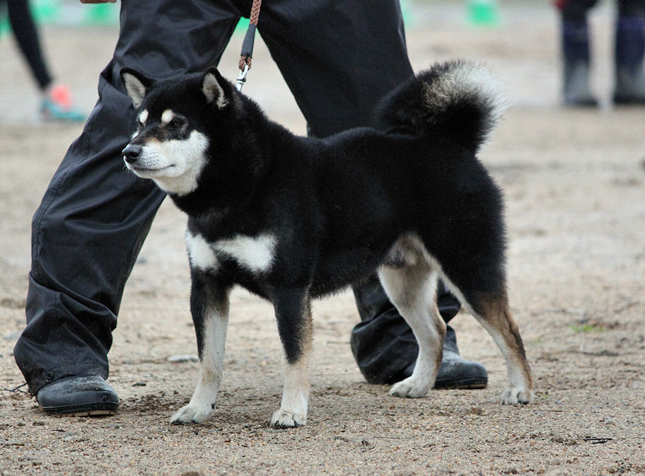 日本犬写真集 柴犬 品評会 展覧会 日本犬保存会 - 参考書
