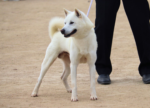 026【登城号】健悠庵（雄大×富有姫）中型雄部成犬組５席3