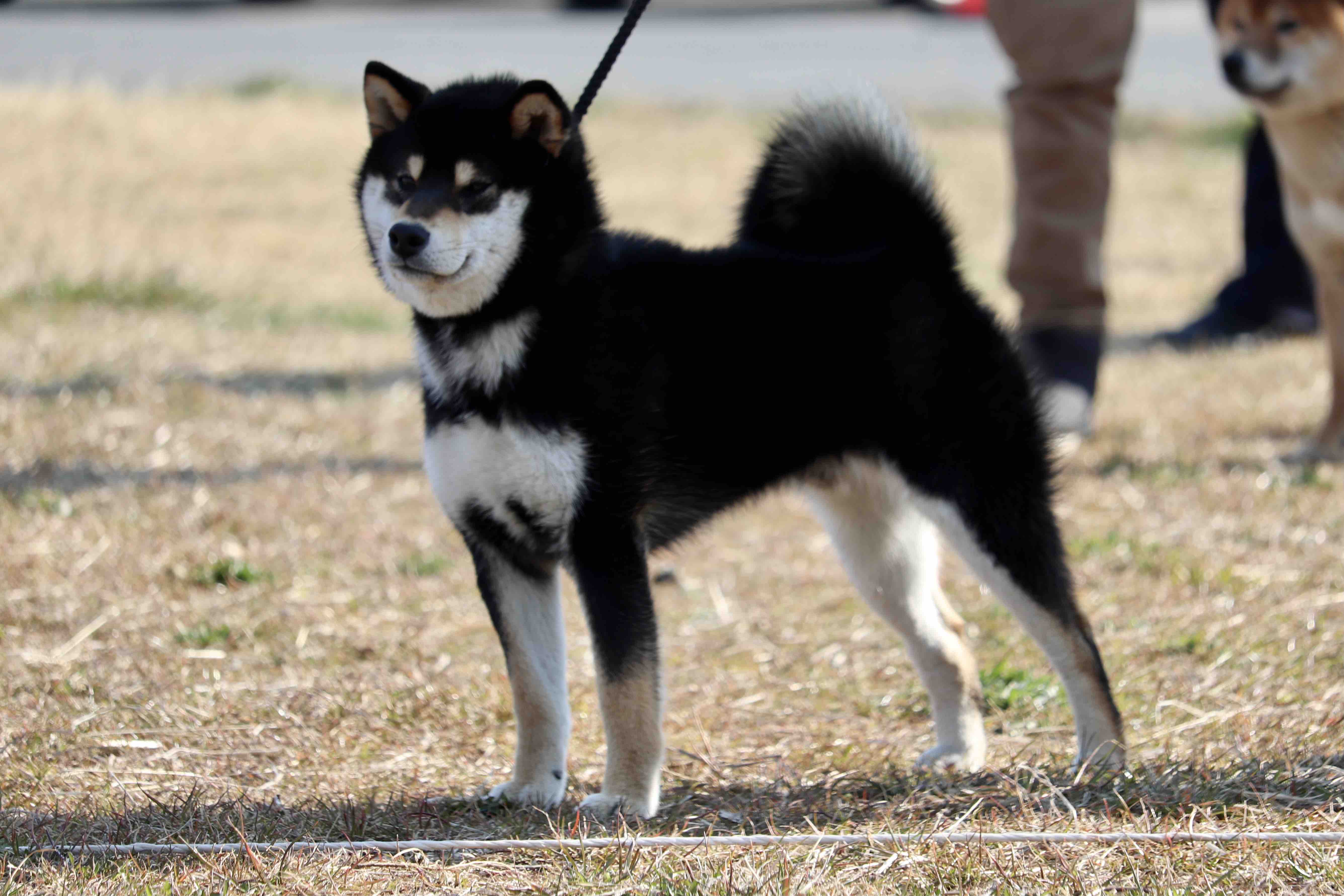 令和4年度春季日本犬保存会大阪支部展覧会☆小型 : Day by Day