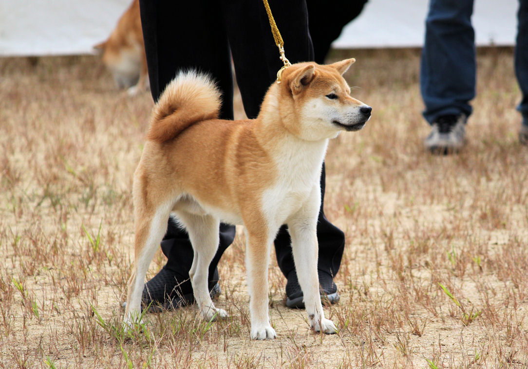 15年09月 Day By Day 紀州犬犬舎 健悠庵のブログ
