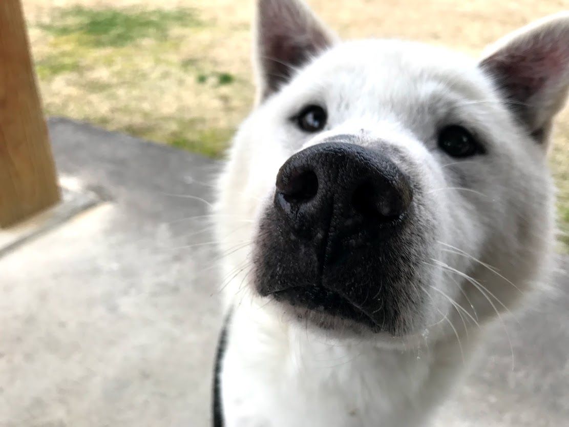 甘えん坊のイチくん Day By Day 紀州犬犬舎 健悠庵のブログ