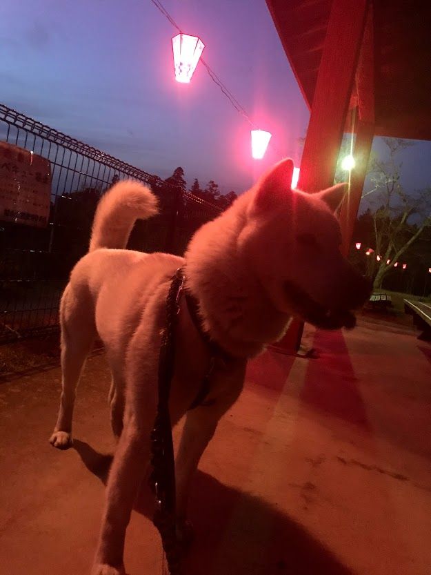 19年03月 Day By Day 紀州犬犬舎 健悠庵のブログ 19年03月 Day By Day 紀州犬犬舎 健悠庵のブログ