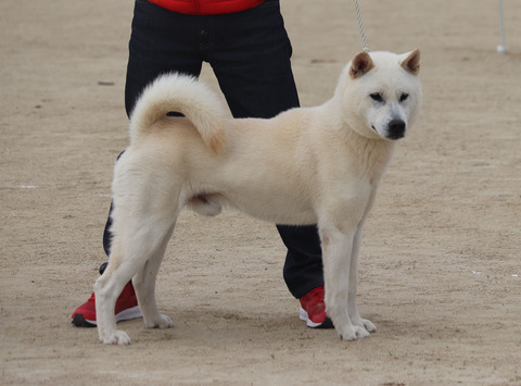 031【古道ノ白竜号】東予友隣舎（飛郷ノ吟竜×桃）中型雄部成犬組