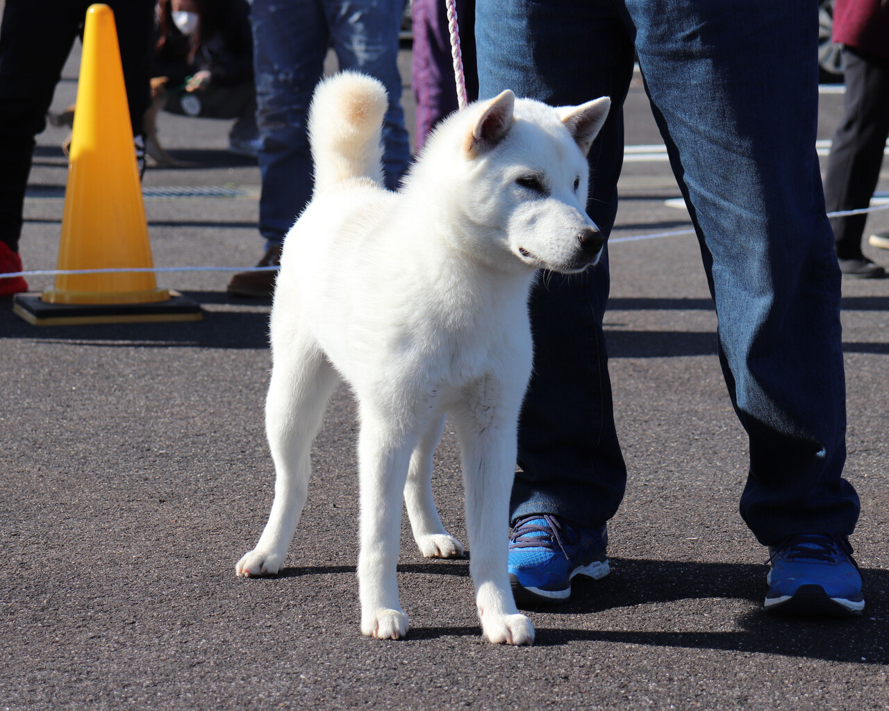 三重観賞会 中型出陳犬の巻 Day By Day 紀州犬犬舎 健悠庵のブログ 三重観賞会 中型出陳犬の巻 Day By Day 紀州犬犬舎 健悠庵のブログ