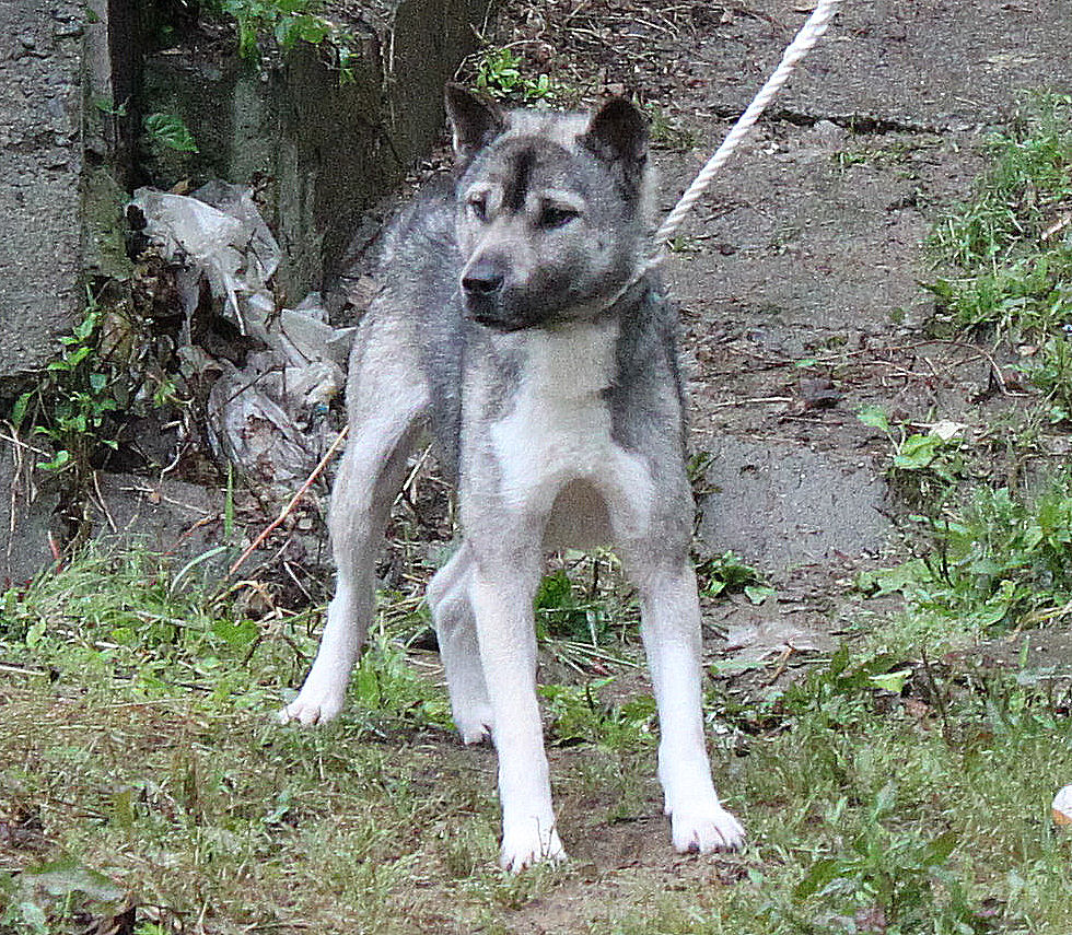 紀州犬見学ツアー Day By Day 紀州犬犬舎 健悠庵のブログ 紀州犬見学ツアー Day By Day 紀州犬犬舎 健悠庵のブログ