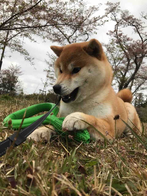 すもも おもちゃで遊ぼっ Day By Day 紀州犬犬舎 健悠庵のブログ すもも おもちゃで遊ぼっ Day By Day 紀州犬犬舎 健悠庵のブログ