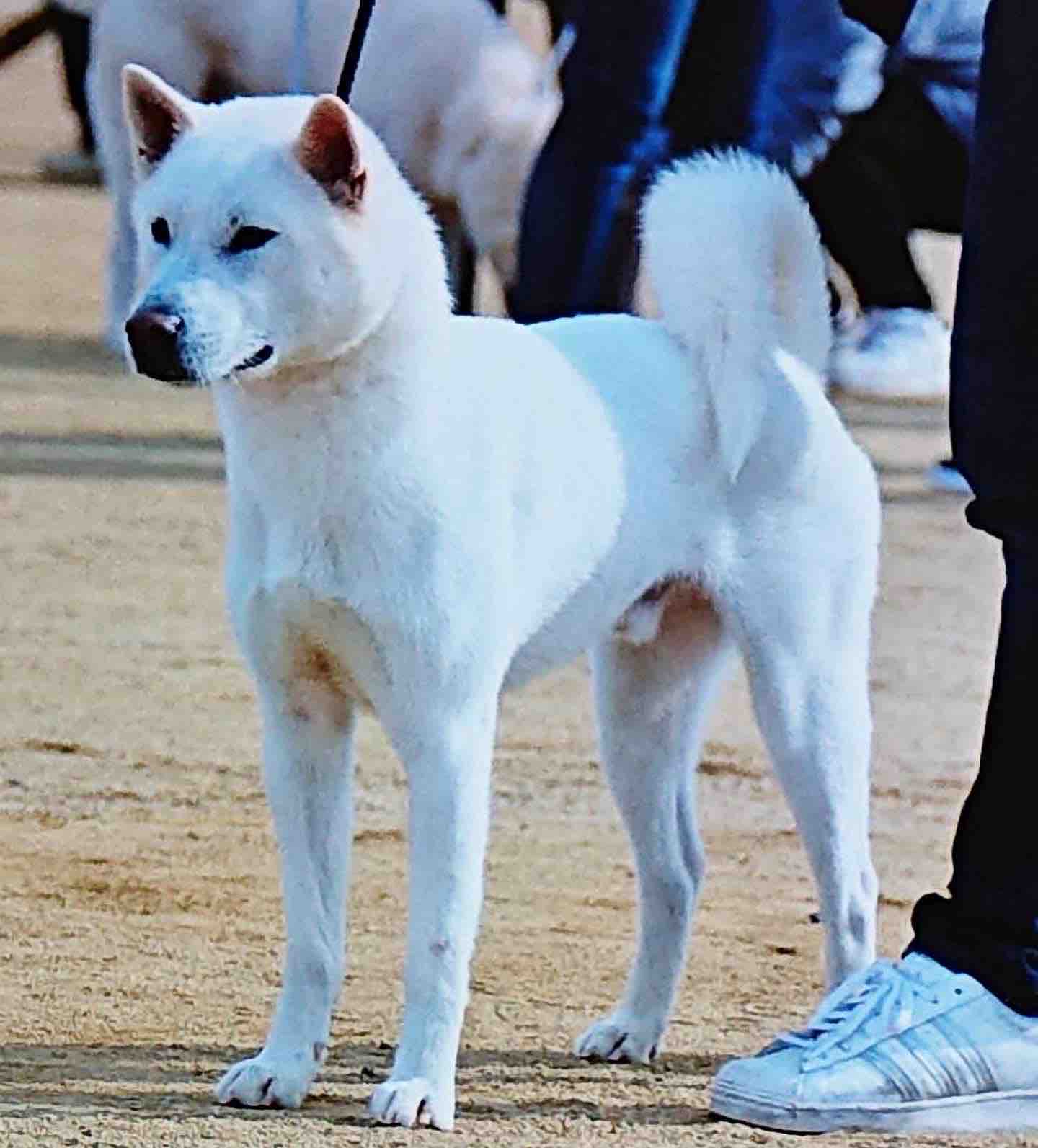 Day By Day 紀州犬犬舎 健悠庵のブログ