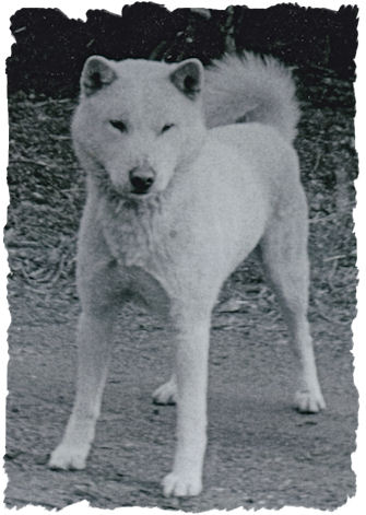 伝説の紀州犬 三重の大台号 Day By Day 紀州犬犬舎 健悠庵のブログ