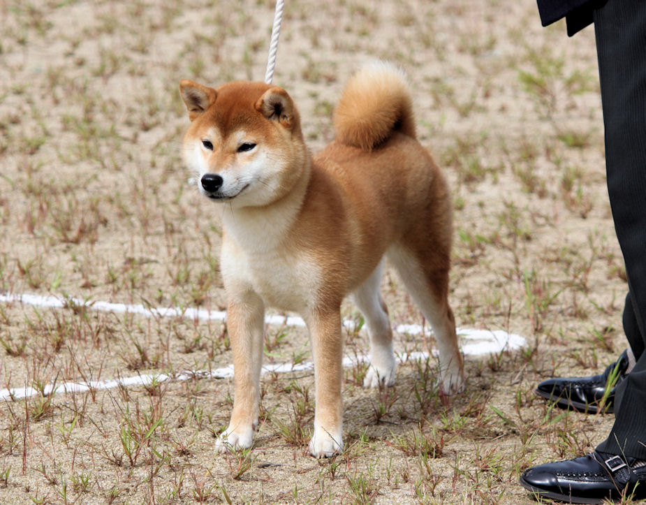 15年09月 Day By Day 紀州犬犬舎 健悠庵のブログ