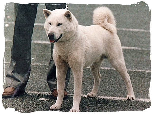 名犬写真館 神山号 Day By Day 紀州犬犬舎 健悠庵のブログ