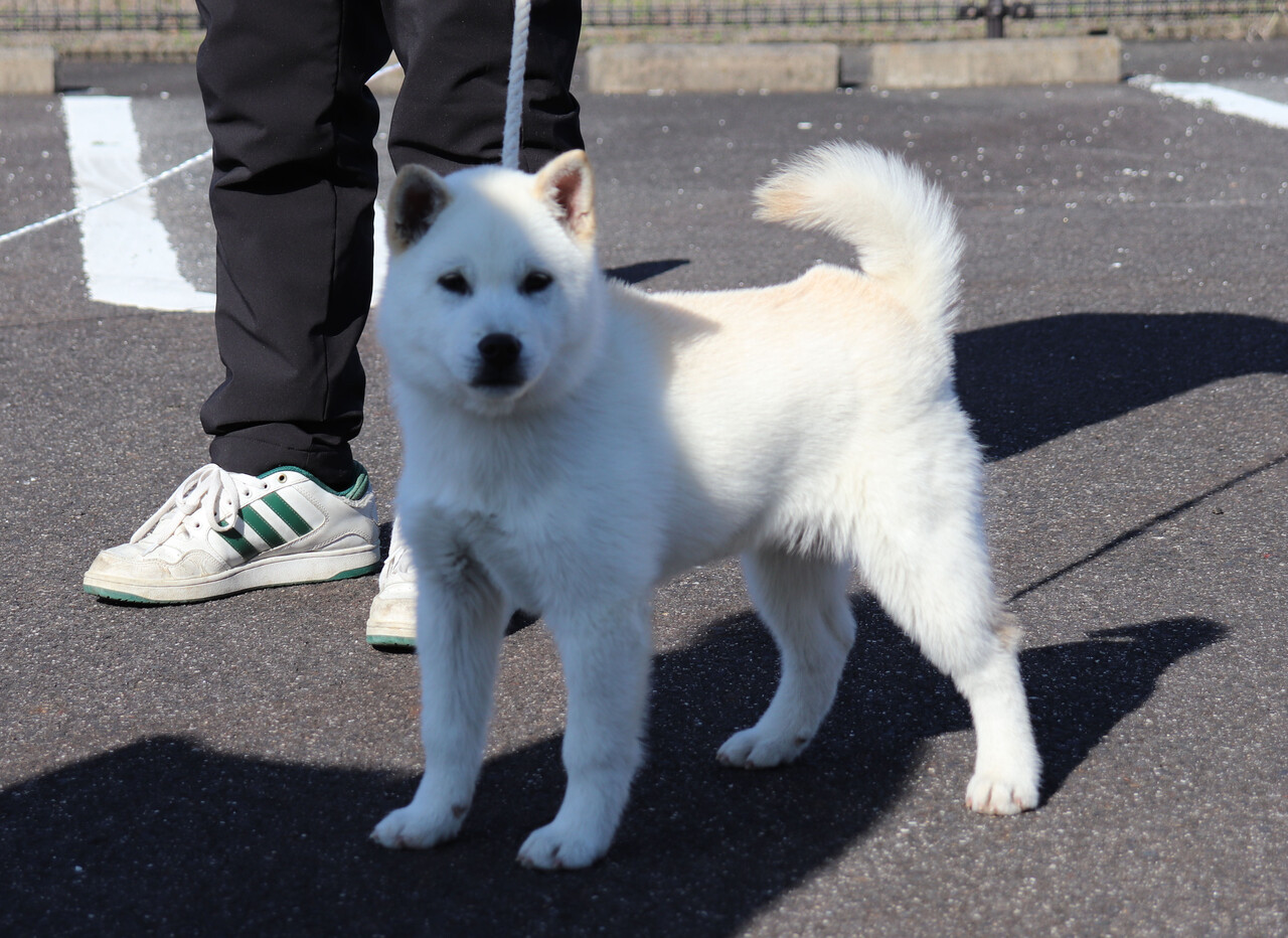三重観賞会 中型出陳犬の巻 Day By Day 紀州犬犬舎 健悠庵のブログ 三重観賞会 中型出陳犬の巻 Day By Day 紀州犬犬舎 健悠庵のブログ