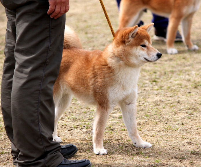 日本犬保存会 展覧会レポート Day By Day 紀州犬犬舎 健悠庵のブログ