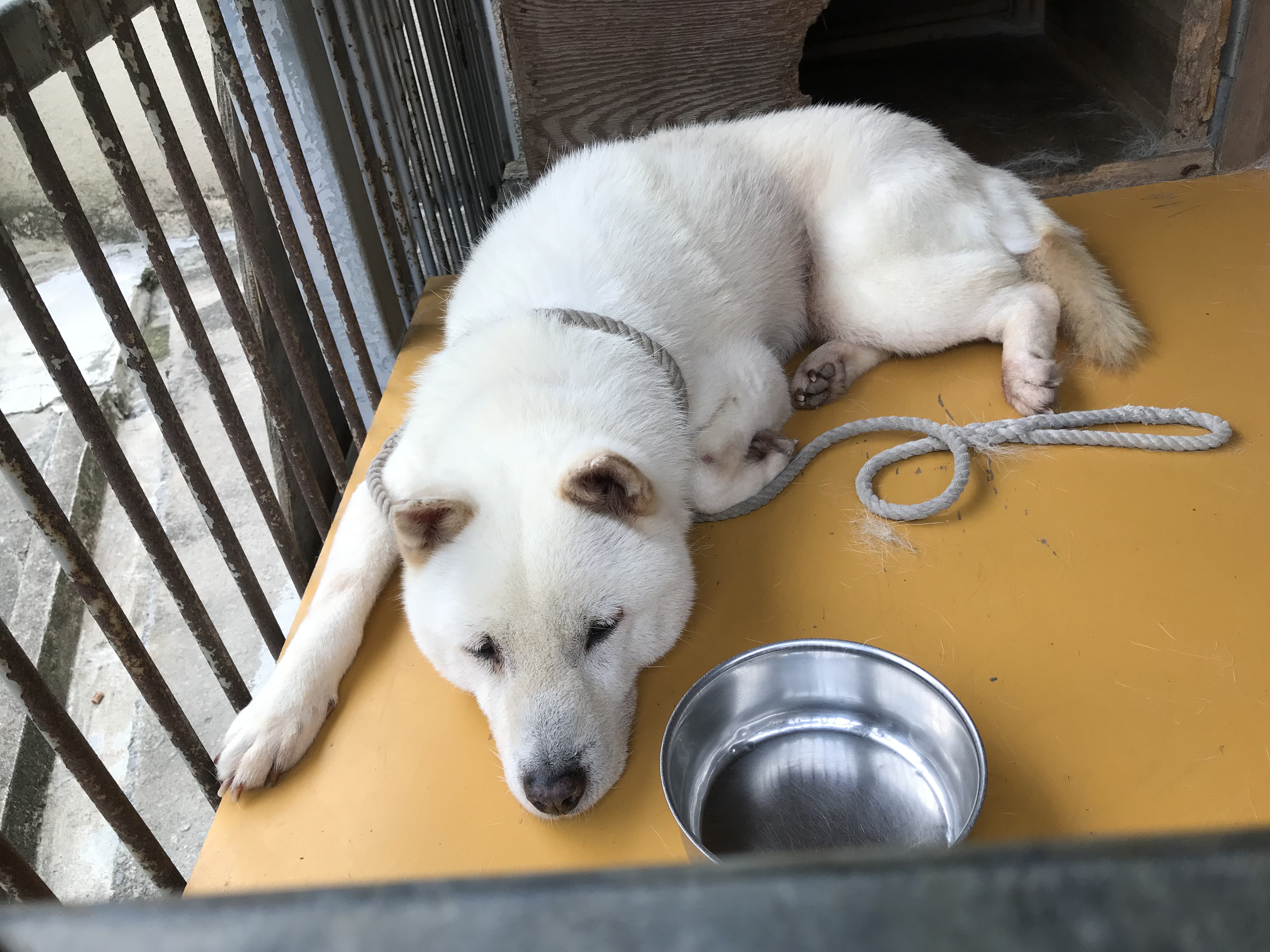 ずっと雨 Day By Day 紀州犬犬舎 健悠庵のブログ