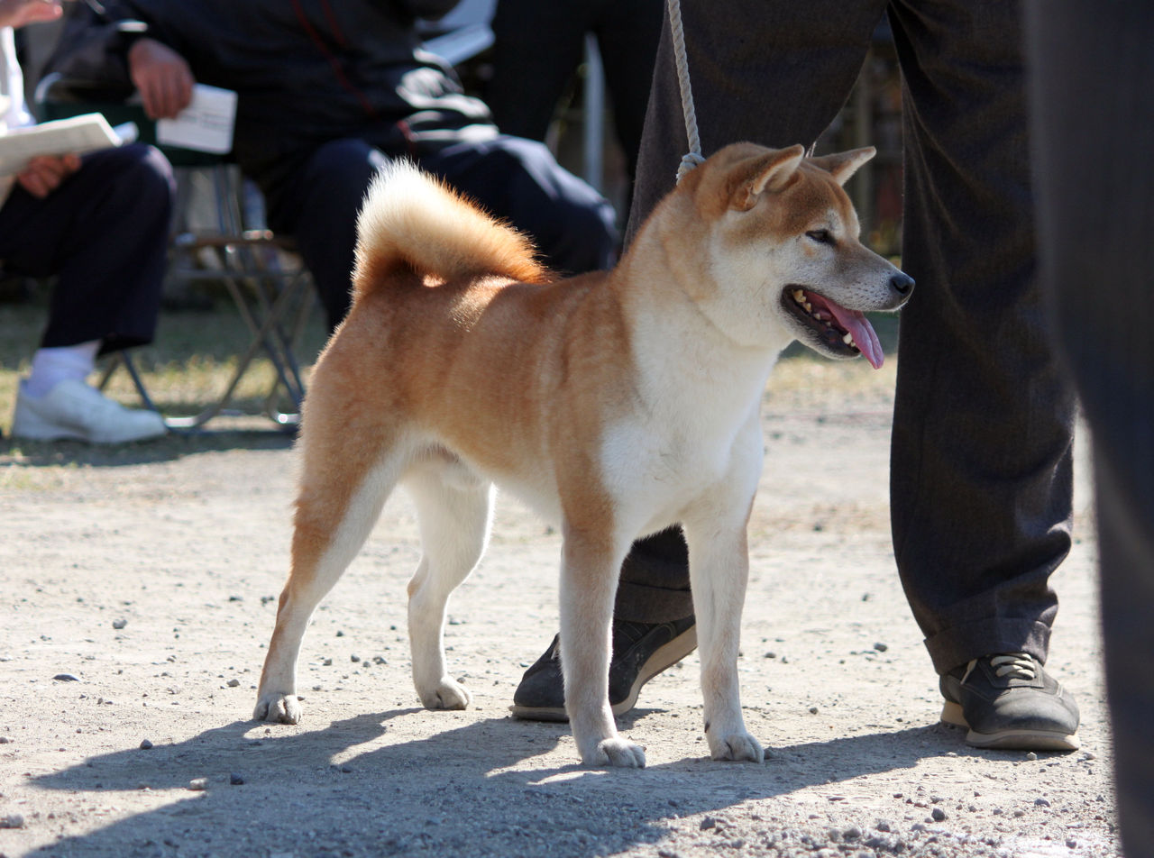 日本犬保存会 展覧会レポート Day By Day 紀州犬犬舎 健悠庵のブログ 日本犬保存会 展覧会レポート Day By Day 紀州犬犬舎 健悠庵のブログ