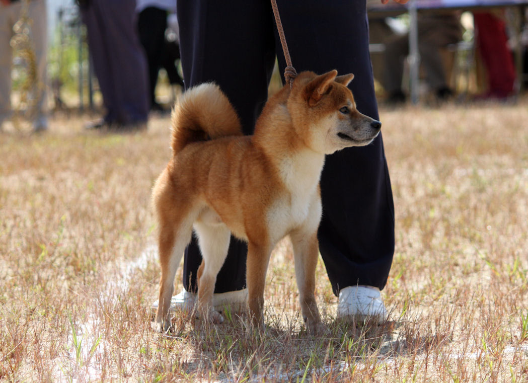 15年09月 Day By Day 紀州犬犬舎 健悠庵のブログ
