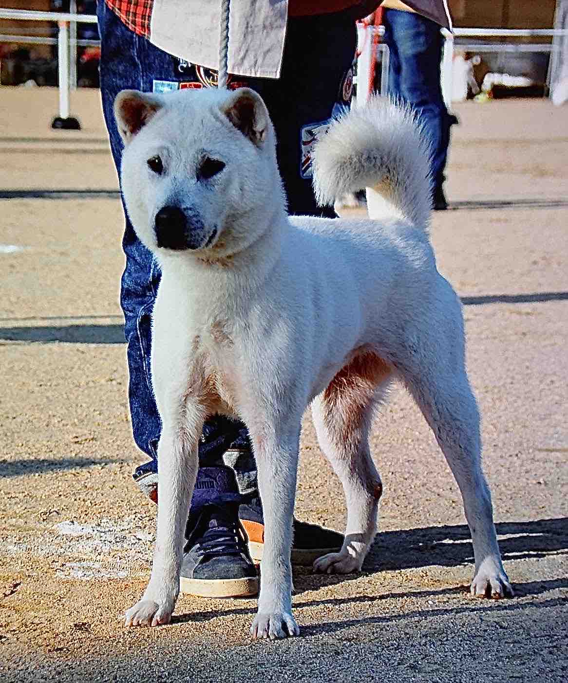 119回 全国展覧会 入賞犬写真 – 公益社団法人 日本犬保存会