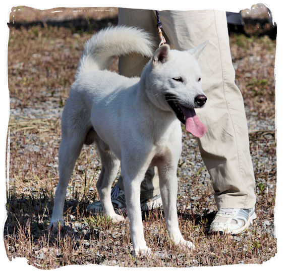 日本犬写真集 第4巻第5巻 第6巻 　日本犬保存会 全国 今回大幅値下げです。 公益社団法人 日本犬保存会 – 日本犬保存会｜柴犬・紀州犬・四国