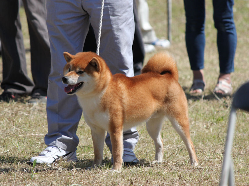 15年09月 Day By Day 紀州犬犬舎 健悠庵のブログ