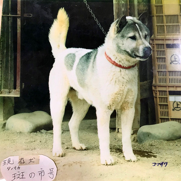 紀州犬アルバム Day By Day 紀州犬犬舎 健悠庵のブログ 紀州犬アルバム Day By Day 紀州犬犬舎 健悠庵のブログ