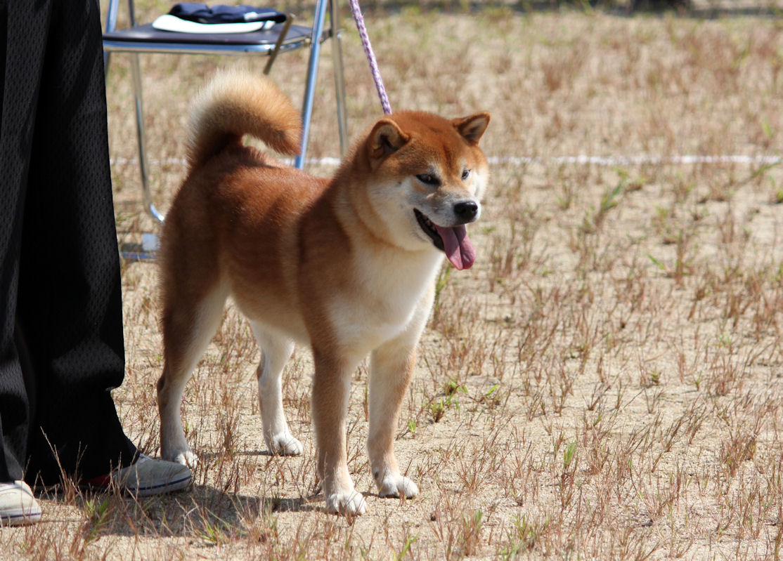 15年09月 Day By Day 紀州犬犬舎 健悠庵のブログ