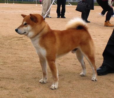 日本犬写真集 第4巻第5巻 第6巻 　日本犬保存会 全国 今回大幅値下げです。 令和5年 日本犬保存会全国展 IN兵庫 小型雌部第3審 古乃華矢号