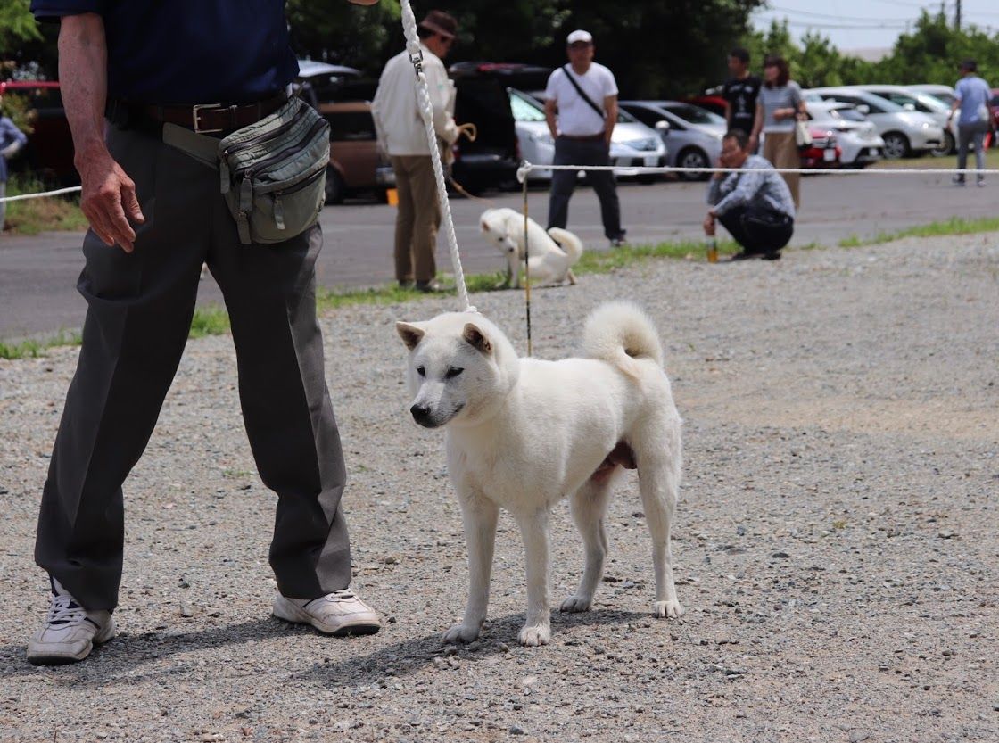 19年05月 Day By Day 紀州犬犬舎 健悠庵のブログ 19年05月 Day By Day 紀州犬犬舎 健悠庵のブログ