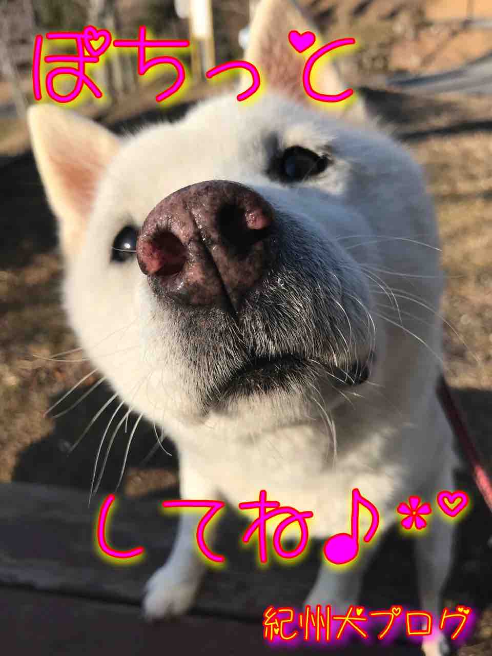 Day By Day 紀州犬犬舎 健悠庵のブログ Day By Day 紀州犬犬舎 健悠庵のブログ