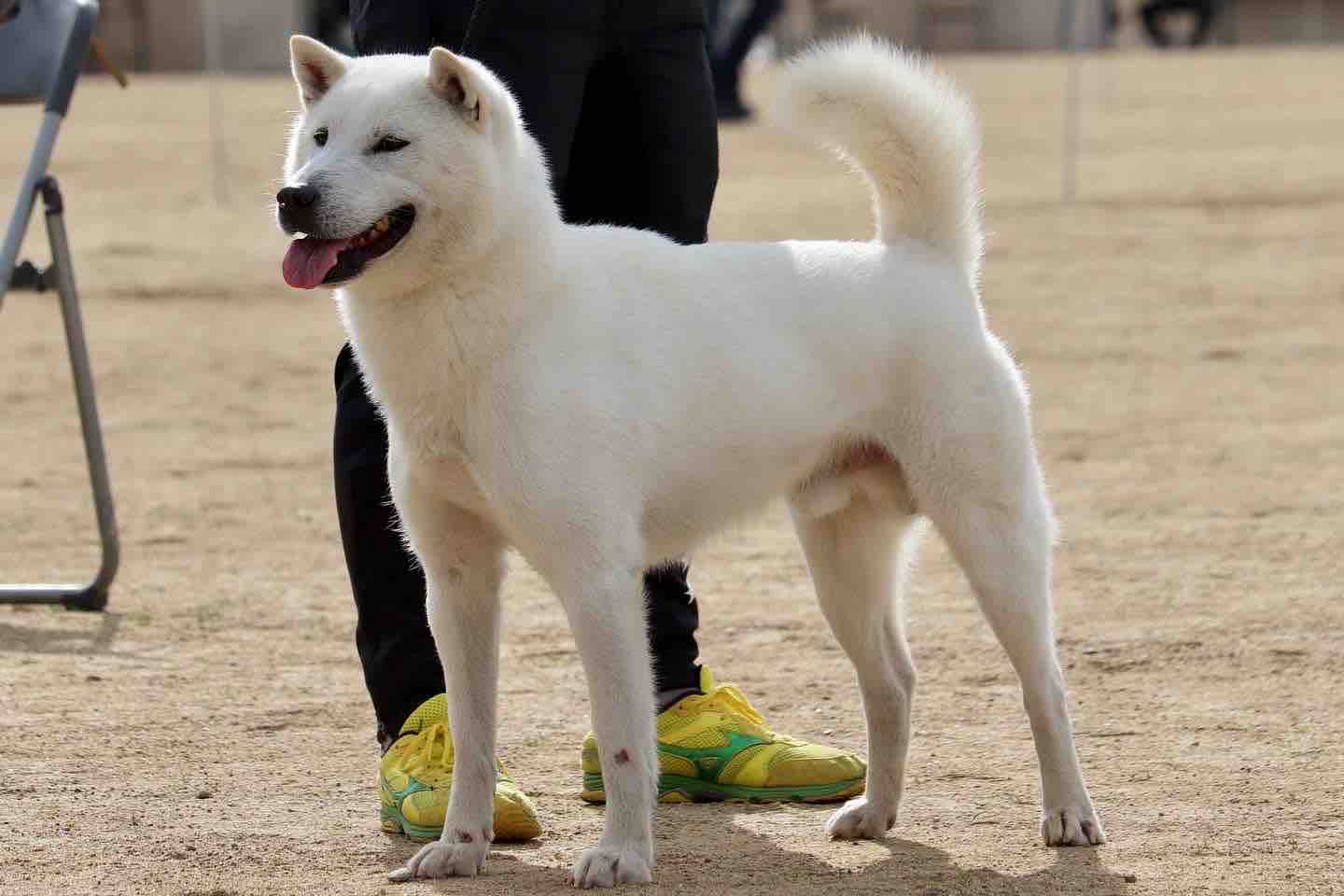 Day By Day 紀州犬犬舎 健悠庵のブログ