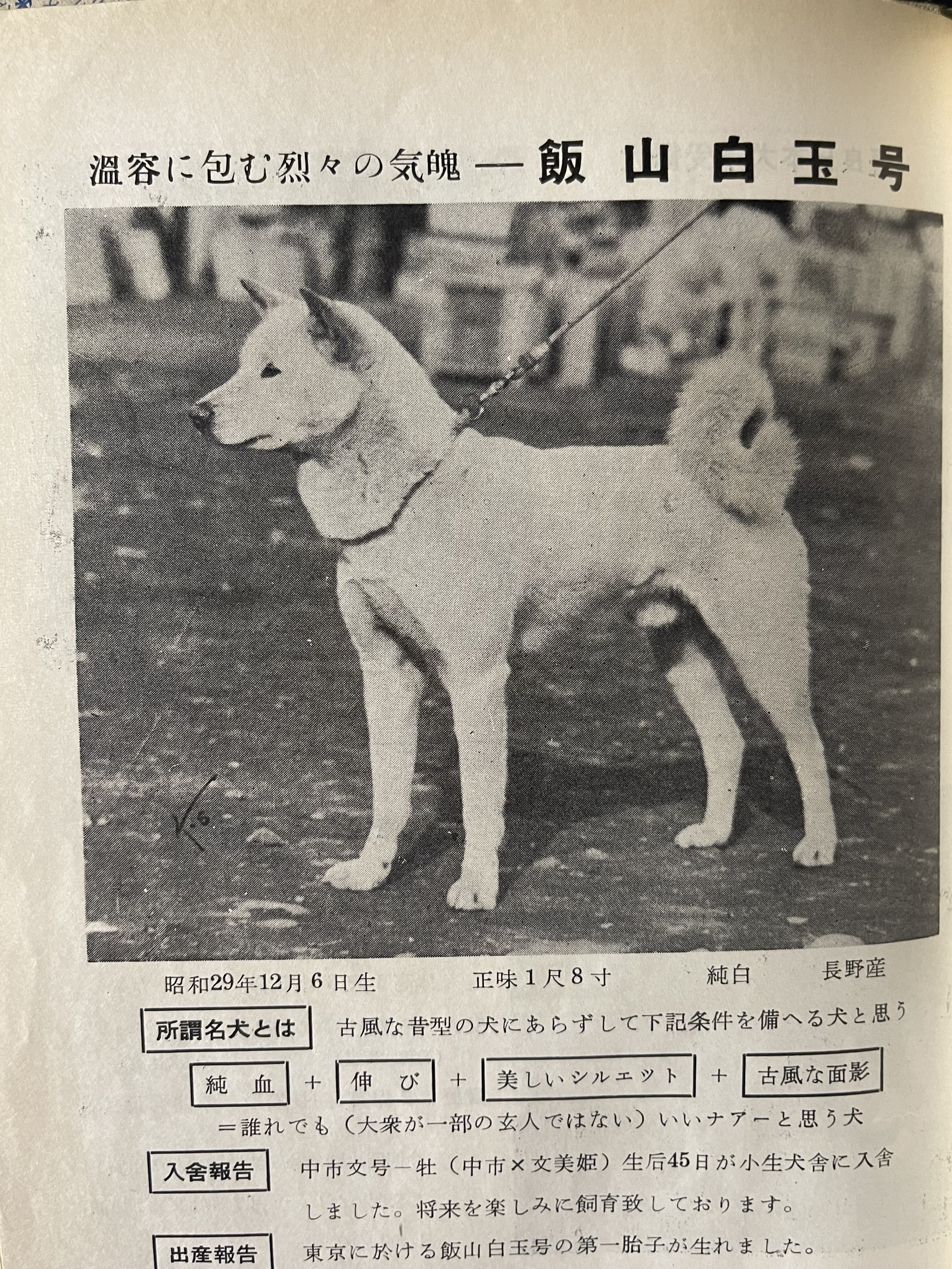 日本犬 (1972年) 日本犬 (1972年) | 広田 尚敬, 長倉 義夫 |本 | 通販 | Amazon