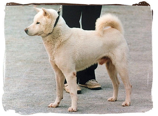 名犬写真館 鉄雪号 Day By Day 紀州犬犬舎 健悠庵のブログ