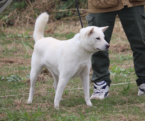 036【千春号】高槻黒川荘(快山×幸音)中型雌部成犬組3