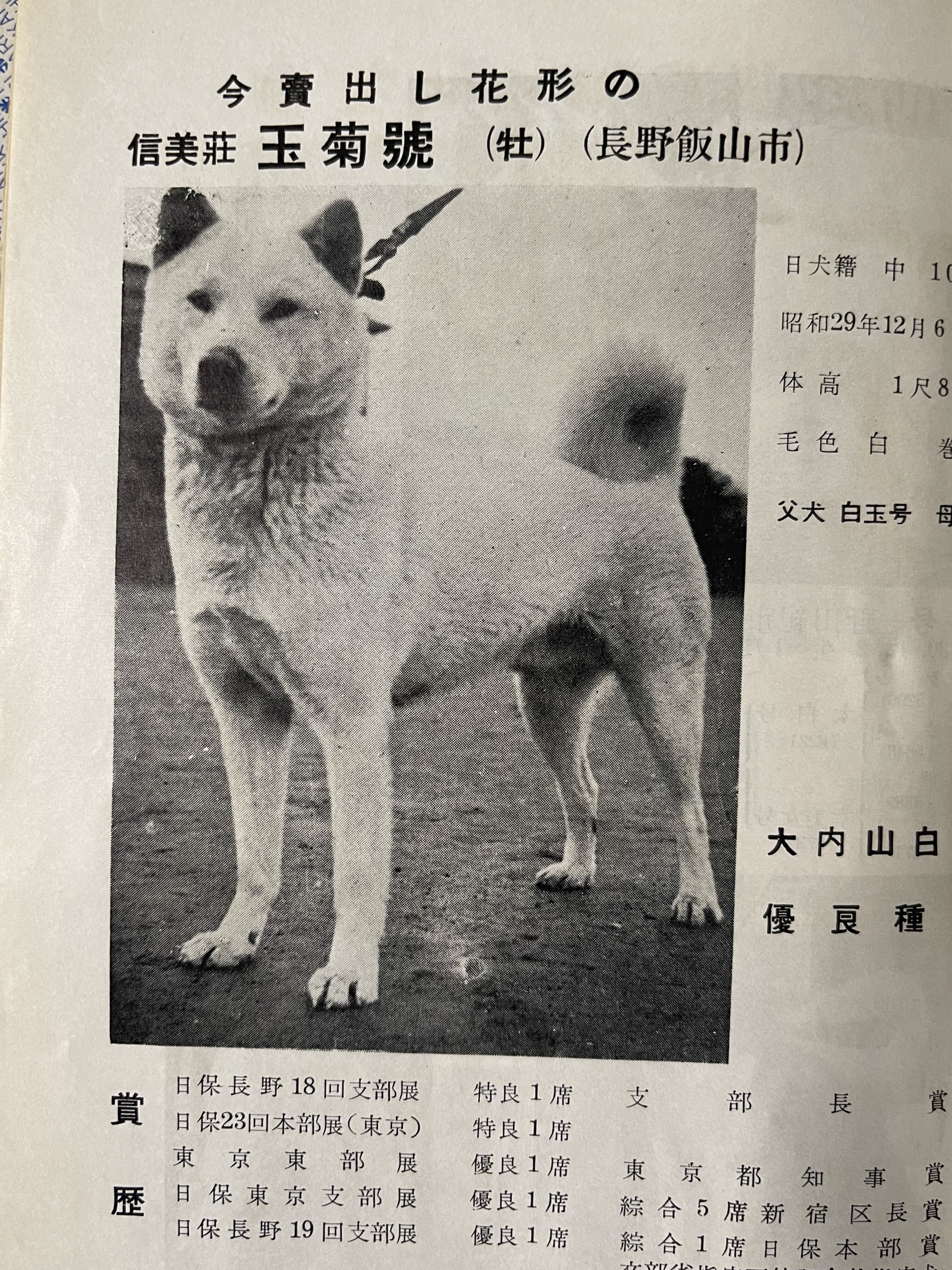 昭和の日本犬広告☆ : Day by Day ~紀州犬犬舎 健悠庵のブログ~ 昭和の日本犬広告☆ : Day by Day ~紀州犬犬舎 健悠庵のブログ~