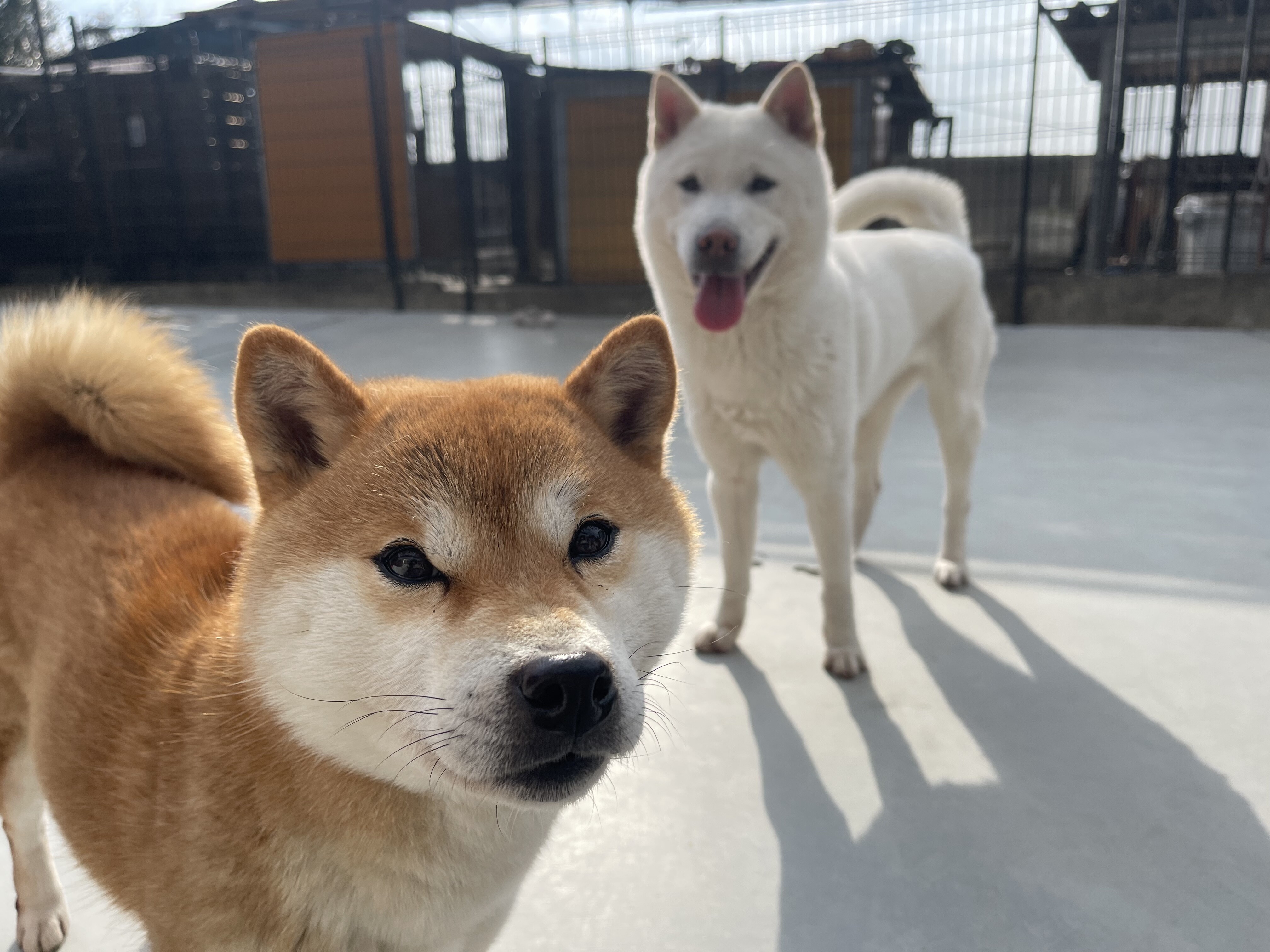 みんな仲良く Day By Day 紀州犬犬舎 健悠庵のブログ みんな仲良く Day By Day 紀州犬犬舎 健悠庵のブログ