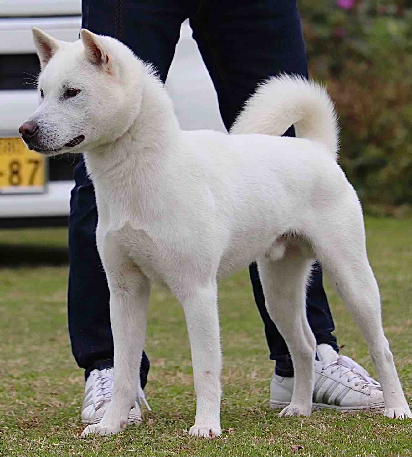 Day By Day 紀州犬犬舎 健悠庵のブログ