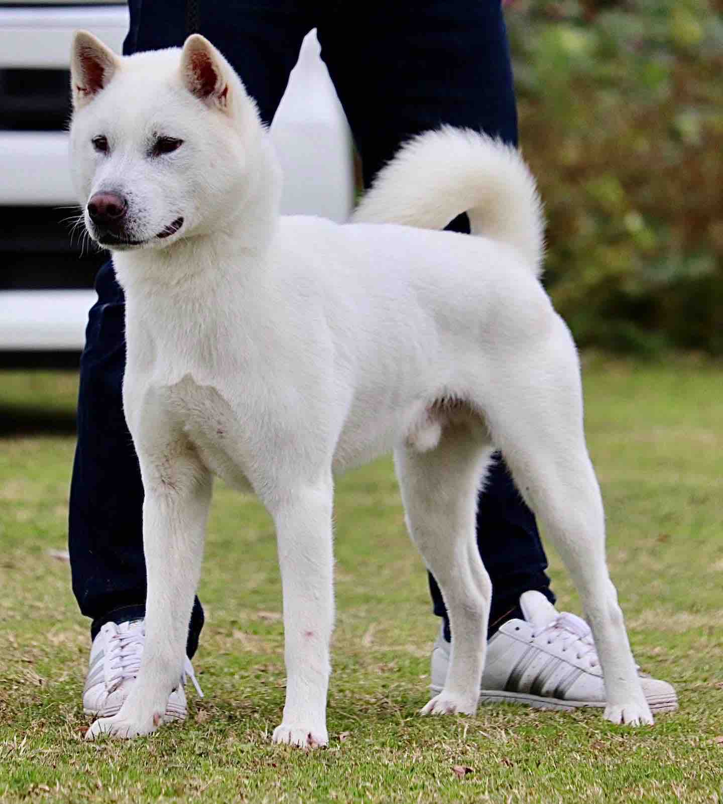 Day By Day 紀州犬犬舎 健悠庵のブログ
