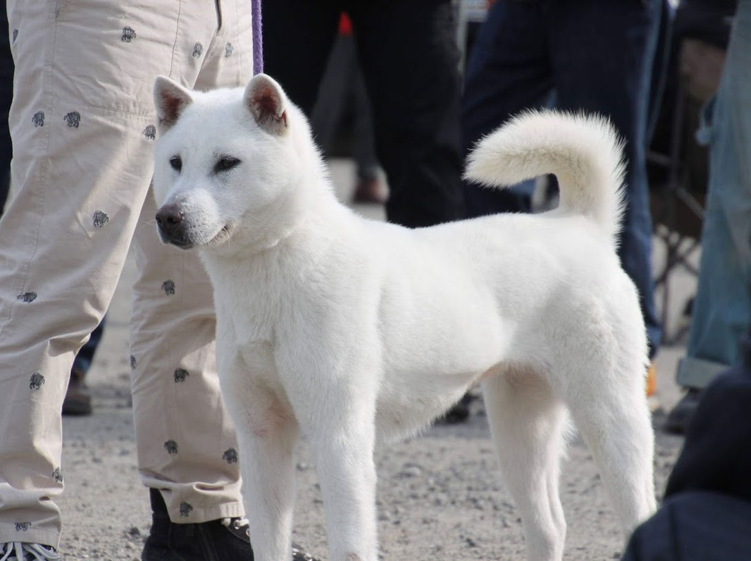 練習用 Day By Day 紀州犬犬舎 健悠庵のブログ 練習用 Day By Day 紀州犬犬舎 健悠庵のブログ