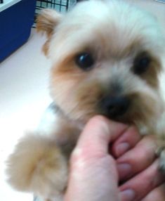 おっさん犬はやはり Day By Day 紀州犬犬舎 健悠庵のブログ おっさん犬はやはり Day By Day 紀州犬犬舎 健悠庵のブログ