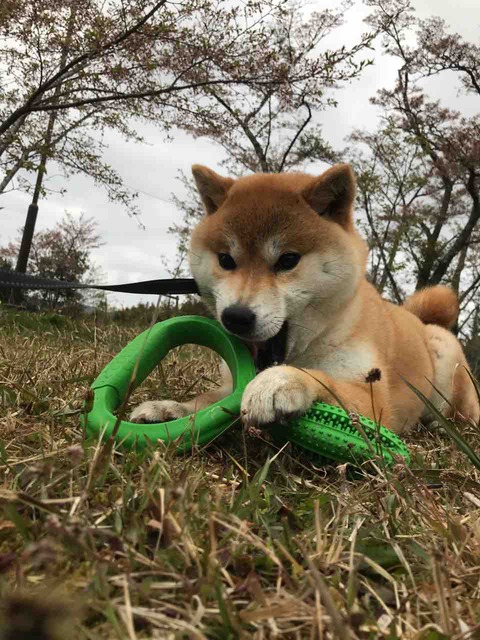 すもも おもちゃで遊ぼっ Day By Day 紀州犬犬舎 健悠庵のブログ すもも おもちゃで遊ぼっ Day By Day 紀州犬犬舎 健悠庵のブログ