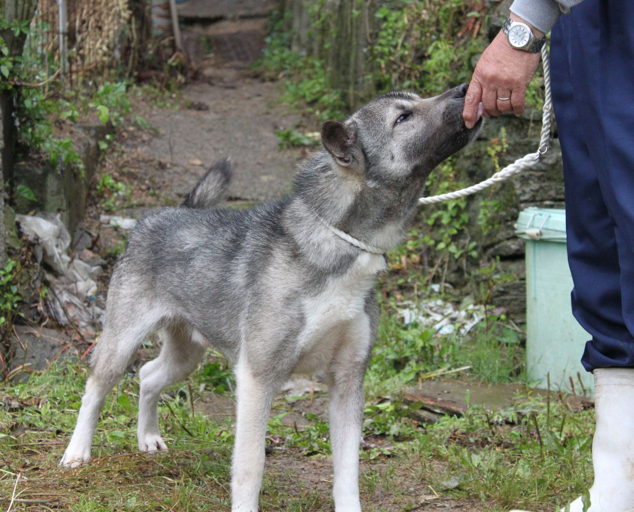 紀州犬見学ツアー Day By Day 紀州犬犬舎 健悠庵のブログ 紀州犬見学ツアー Day By Day 紀州犬犬舎 健悠庵のブログ