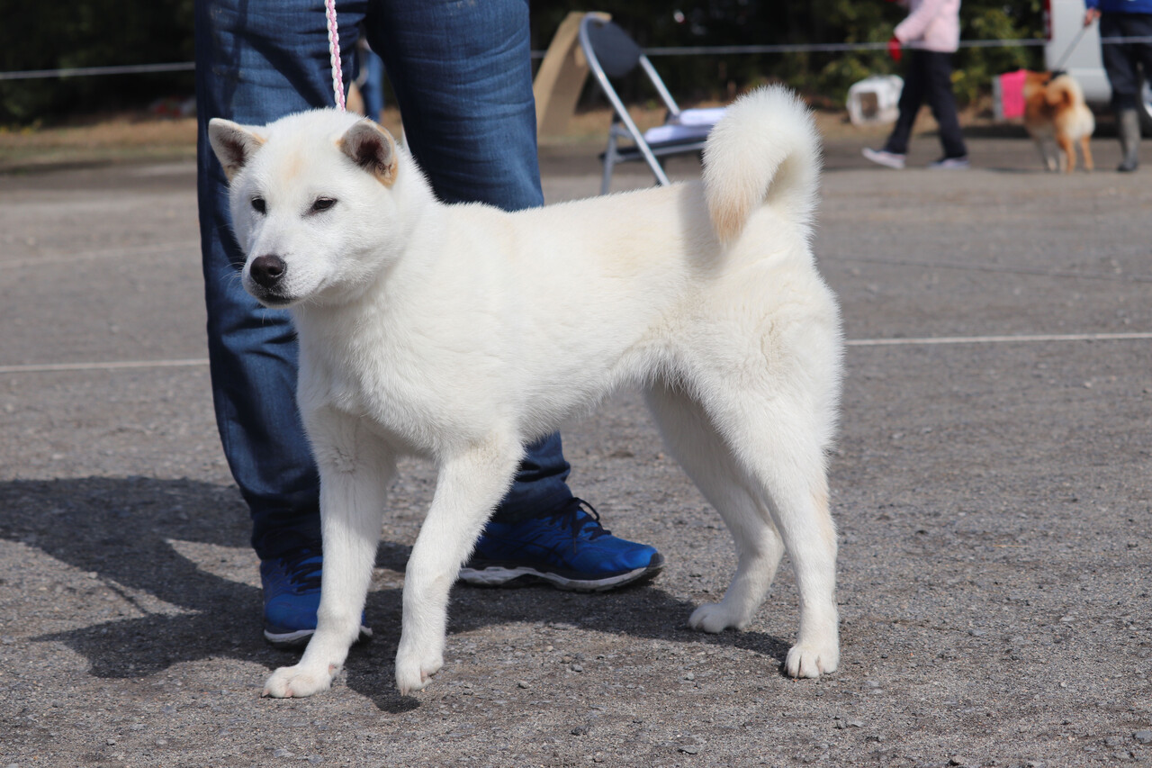 令和二年度春季日本犬保存会大阪支部展 中型 Day By Day 紀州犬犬舎 健悠庵のブログ 令和二年度春季日本犬保存会大阪支部展 中型 Day By Day 紀州犬犬舎 健悠庵のブログ