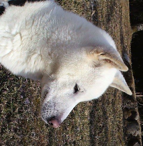 花ちゃんのほっぺた Day By Day 紀州犬犬舎 健悠庵のブログ 花ちゃんのほっぺた Day By Day 紀州犬犬舎 健悠庵のブログ