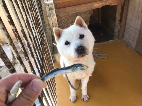 ここちゃん Day By Day 紀州犬犬舎 健悠庵のブログ