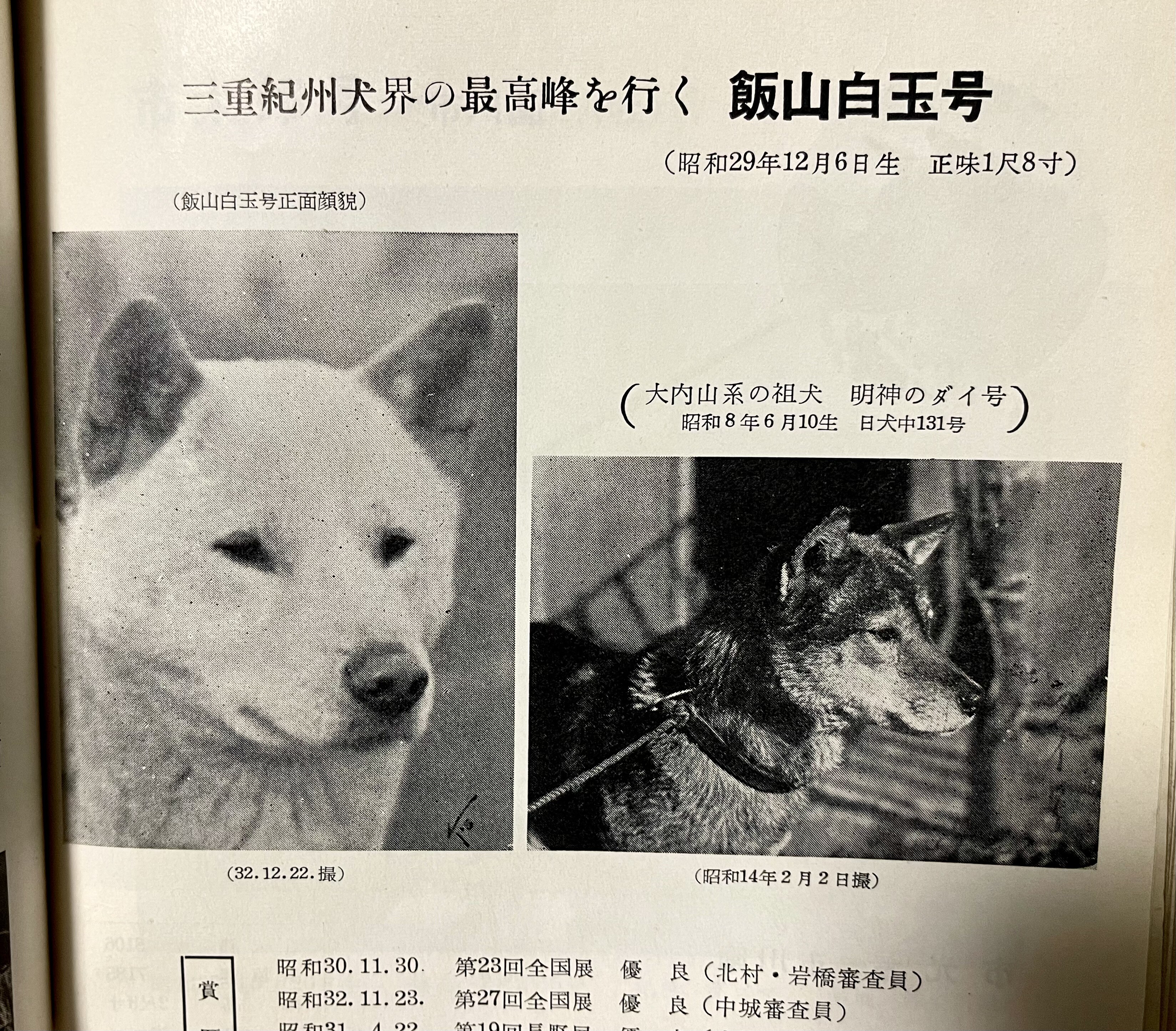 昭和の日本犬広告☆ : Day by Day ~紀州犬犬舎 健悠庵のブログ~ 昭和の日本犬広告☆ : Day by Day ~紀州犬犬舎 健悠庵のブログ~