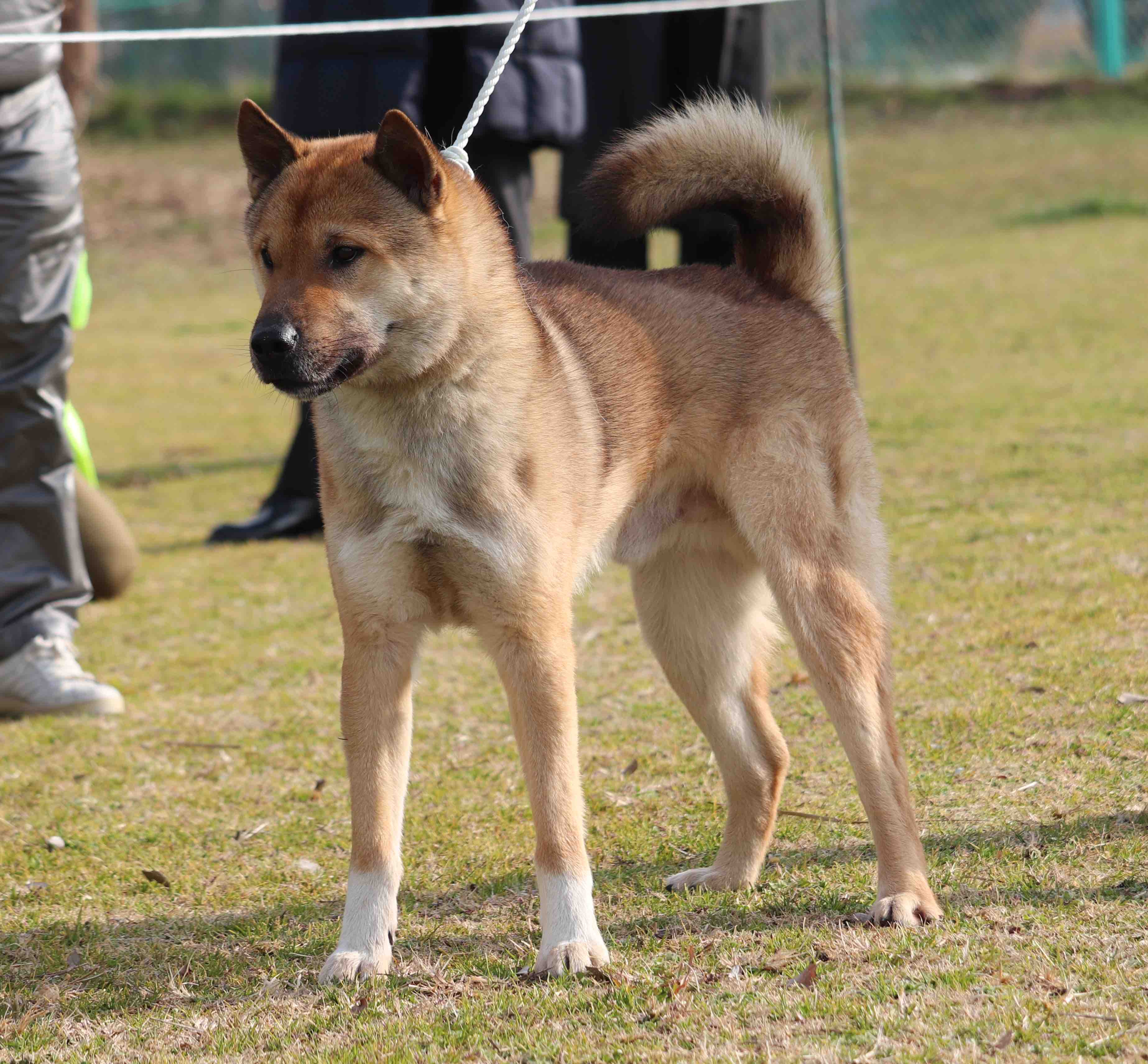 A contemplative Kishu dog standing at a national preservation society exhibition, symbolising the solitary burden of Charlotte's footballing struggle